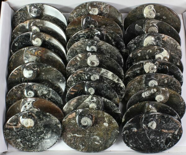 Lot: -/ Oval Fossil Stoneware - Pieces #77646